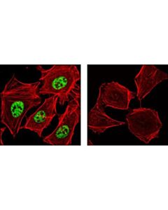 Cell Signaling Phospho-Src-3 (Thr24) Antibody