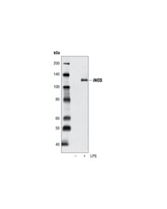 Cell Signaling Inos Antibody (Mouse Specific)