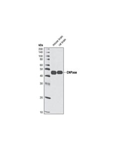 Cell Signaling Cnpase Antibody