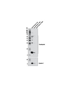 Cell Signaling Transthyretin (D8t4q) Rabbit mAb