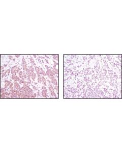 Cell Signaling Phospho-Pras40 (Thr246) (C77d7) Rabbit mAb