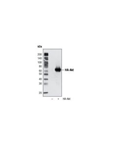 Cell Signaling Ha-Tag (6e2) Mouse mAb (Hrp Conjugate)