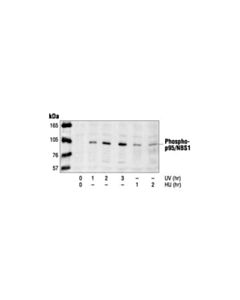 Cell Signaling Phospho-P95/Nbs1 (Ser343) Antibody