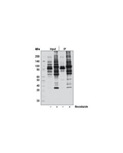 Cell Signaling Phospho-Thr-Pro-Glu (C32g12) Rabbit mAb