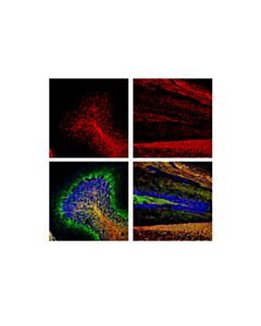 Cell Signaling Myelin Basic Protein (D8x4q) Xp Rabbit mAb (Alexa Fluor 647 Conjugate)