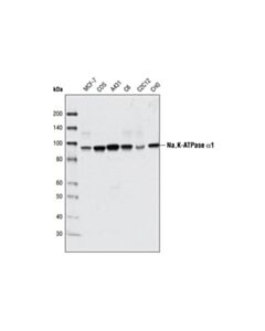 Cell Signaling Na,K-Atpase Antibody