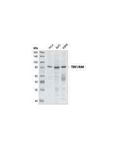 Cell Signaling Tbk1/Nak Antibody