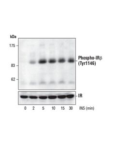 Cell Signaling Phospho-Igf-I Receptor Beta (Tyr1131)/Insulin Receptor Beta (Tyr1146) Antibody