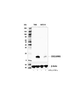 Cell Signaling Cxcl9/Mig (E6z5w) Rabbit mAb