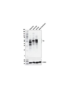 Cell Signaling Tau 4r Antibody