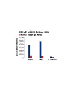 Cell Signaling Nf-Kappab1 P105/P50 Antibody