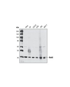 Cell Signaling Bub3 Antibody