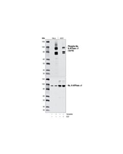Cell Signaling Phospho-Na,K-Atpase Alpha1 (Tyr10) Antibody