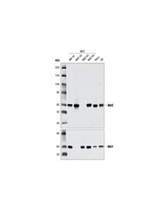 Cell Signaling Akt2 (D6g4) Rabbit mAb