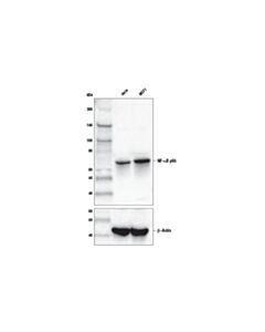Cell Signaling Nf-Kappab P65 (D14e12) Xp Rabbit mAb (Biotinylated)