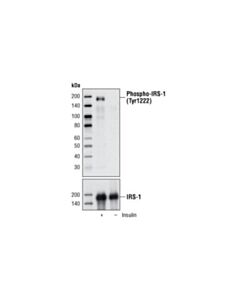 Cell Signaling Phospho-IRS-1 (Tyr1222) Antibody