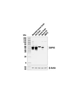 Cell Signaling Gap43 (E1u1d) Mouse mAb