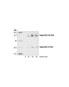 Cell Signaling Phospho-C/Ebpbeta (Thr235) Antibody