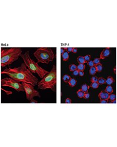 Cell Signaling Emerin (D3b9g) Xp Rabbit mAb