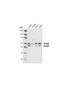 Cell Signaling Smad2/3 Antibody