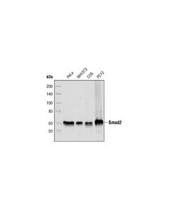 Cell Signaling Smad2 (L16d3) Mouse mAb