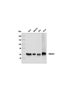Cell Signaling SMAD2 (L16D3) Mouse mAb 20 uL