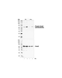 Cell Signaling Phospho-Smad2 (Ser245/250/255) Antibody
