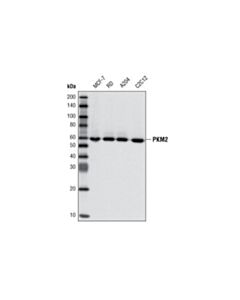 Cell Signaling Pkm1/2 (C5e6) Rabbit mAb
