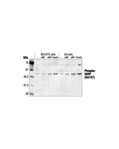 Cell Signaling Phospho-Vasp (Ser157) Antibody