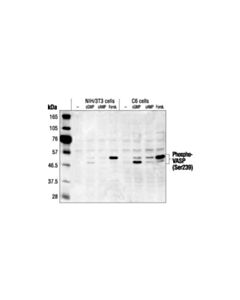 Cell Signaling Phospho-Vasp (Ser239) Antibody
