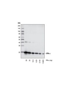 Cell Signaling IFN-alpha (8C21) Mouse mAb 20 uL