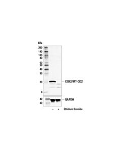 Cell Signaling Cox2/Mt-Co2 Antibody