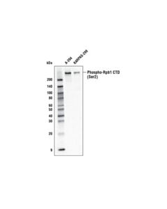 Cell Signaling Phospho-Rpb1 Ctd (Ser2) (E1z3g) Rabbit mAb (Biotinylated)