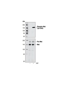 Cell Signaling Phospho-Met (Tyr1349) (130h2) Rabbit mAb