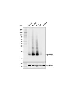 Cell Signaling P14 Arf (E3x6d) Rabbit mAb (Bsa And Azide Free)