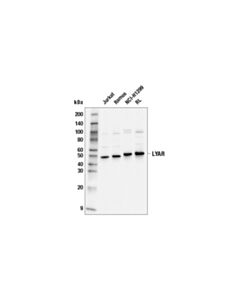 Cell Signaling Lyar (E6h1a) Rabbit mAb