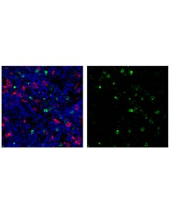 Cell Signaling Ly-6g/Ly-6c (Gr-1) (Rb6-8c5) Rat mAb