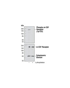 Cell Signaling Csf-1r/M-Csf-R Antibody