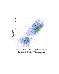 Cell Signaling Protein L (PE-Cy 7 Conjugate)