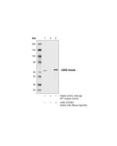 Cell Signaling Cgas (D3o8o) Rabbit mAb (Mouse Specific)