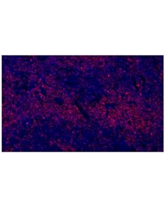 Cell Signaling Ki-67 (D3B5) Rabbit mAb (Alexa Fluor 555 Conjugate)