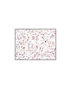 Cell Signaling Bip (C50b12) Rabbit mAb
