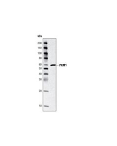 Cell Signaling Pkm1/2 Antibody