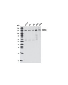 Cell Signaling PERK (C33E10) Rabbit mAb 20 uL