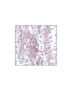 Cell Signaling E-Cadherin (24e10) Rabbit mAb
