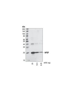 Cell Signaling Basic Fgf (19a9) Rabbit mAb