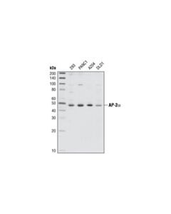 Cell Signaling Ap-2alpha Antibody