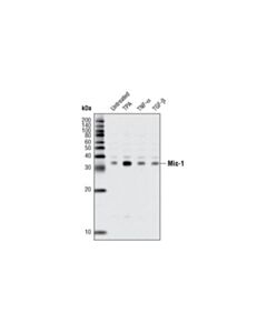 Cell Signaling Mic-1 (L300) Antibody