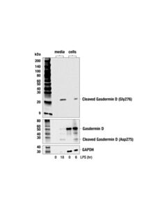 Cell Signaling Cleaved Gasdermin D (Gly276) (E9u7h) Rabbit mAb
