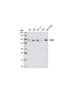Cell Signaling Dvl2 Antibody